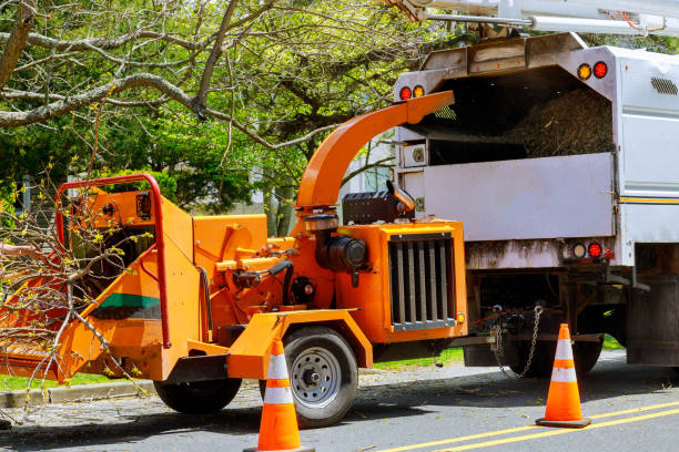 Reliable Campbellsport, WI Tree Removal and Landscaping Services Solutions